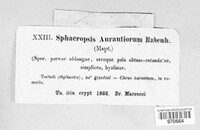 Sphaeropsis aurantiorum image
